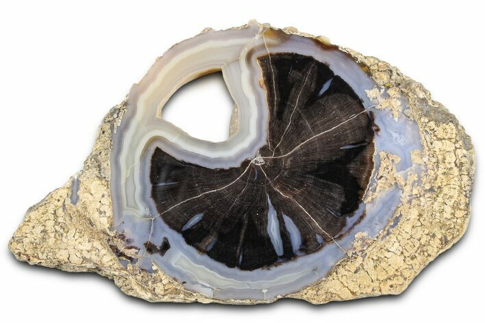Petrified Wood (Schinoxylon) Round - Blue Forest, Wyoming #362438